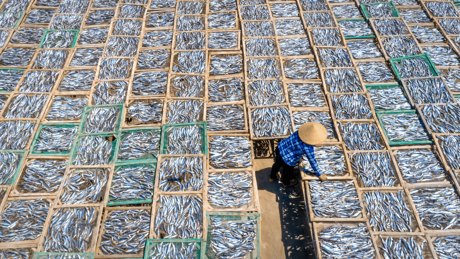 State Aid for a Fish Auction Hall - State Aid Uncovered photos 2026 03 03T093248.830