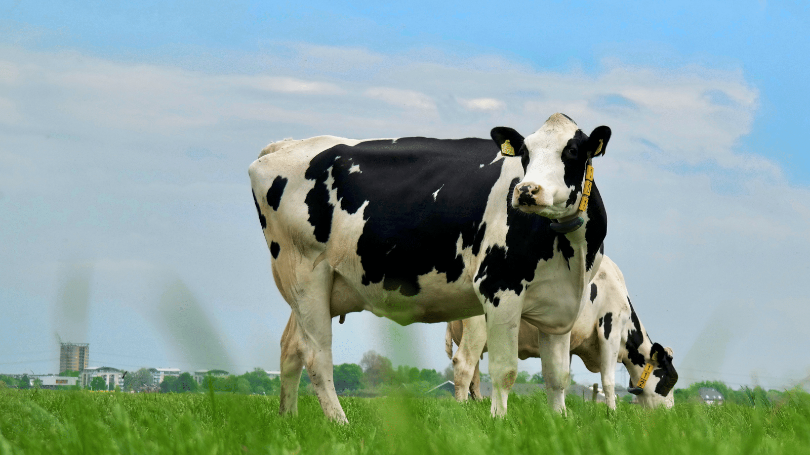 State Aid to Incentivise Cattle Farmers to Reduce their Herds - renewable energy State Aid Uncovered photos website 1