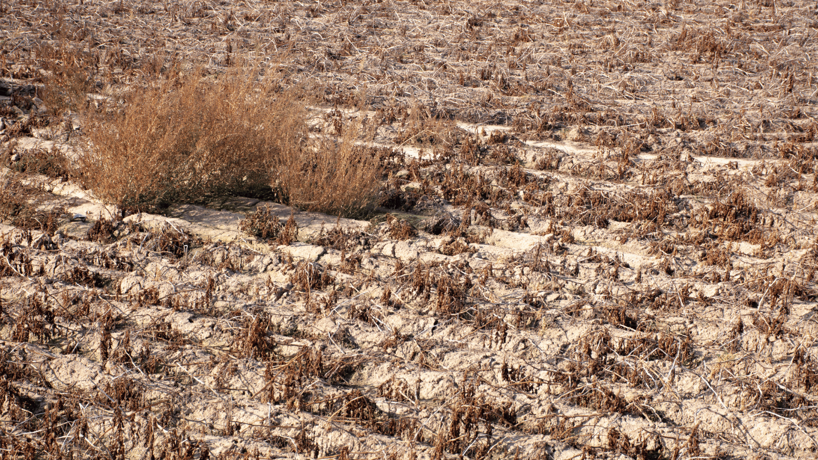 Agricultural Insurance and Incentive Effect - drought State Aid Uncovered photos website